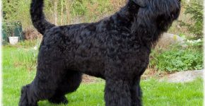 Terrier negro
