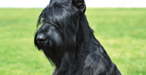 Schnauzer