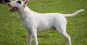 Bull