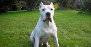 Dogo