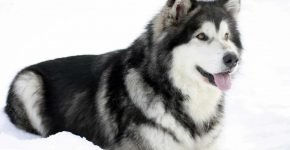 Malamute de Alaska