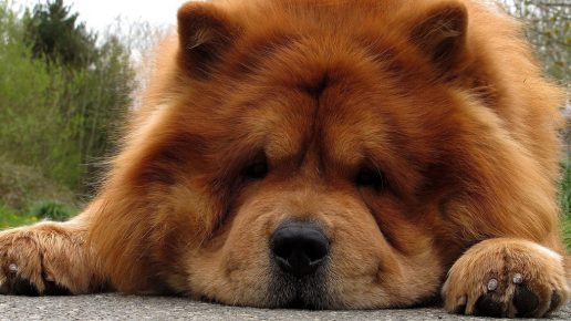 Chow chow rojo