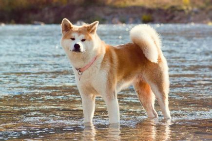 Akita Inu en el agua