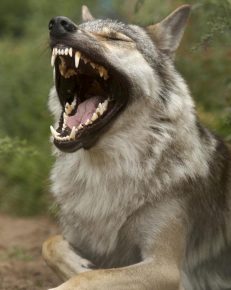 Perro