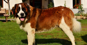 Perro
