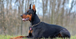 Doberman