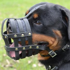 Rottweiler en el hocico