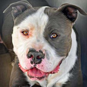 Primer plano de American Pit Bull Terrier