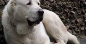 Perro Pastor de Asia Central