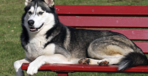Husky