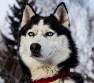 Husky siberiano