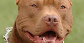 Pitbull