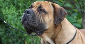 Boerboel