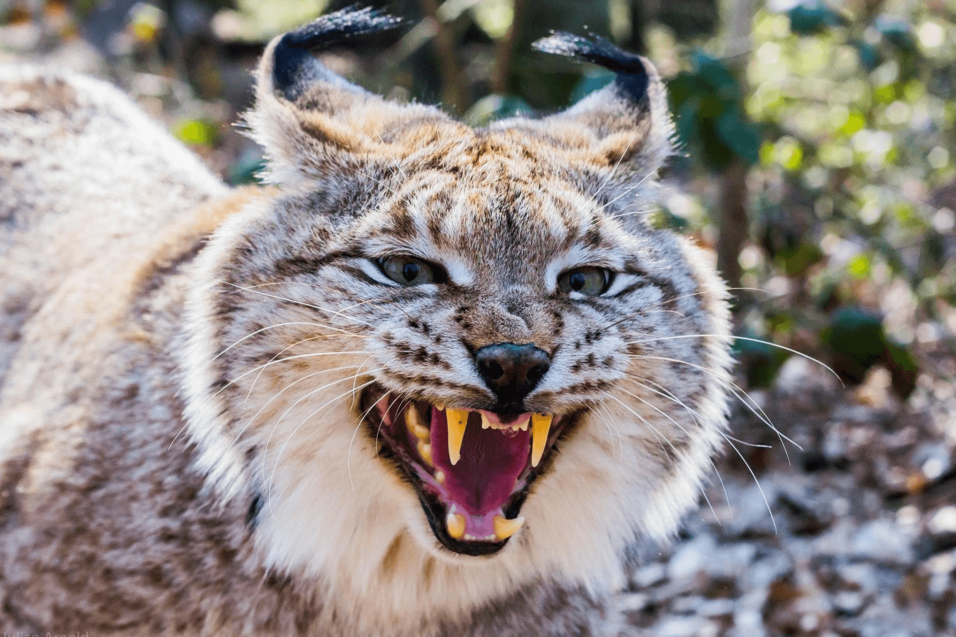 Lince