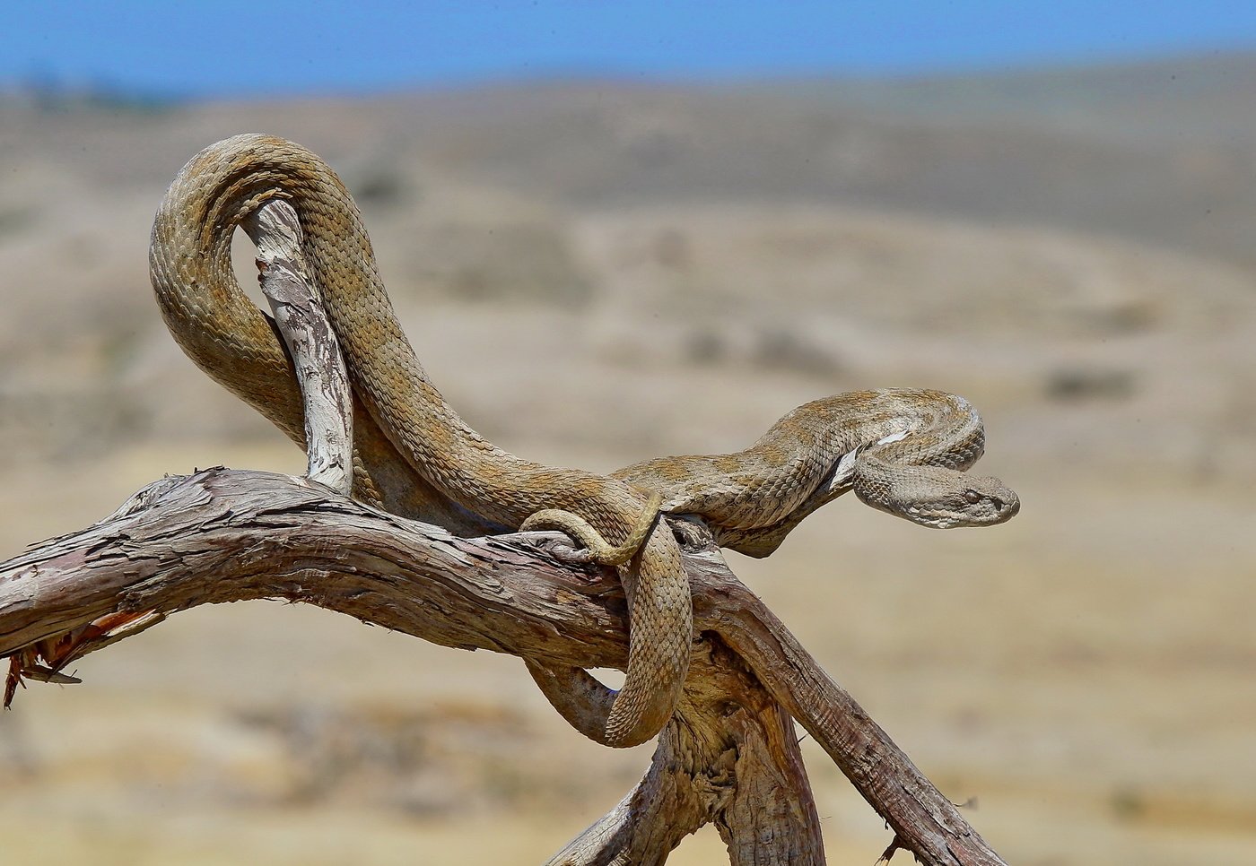 Gyurza se subió a un árbol viejo