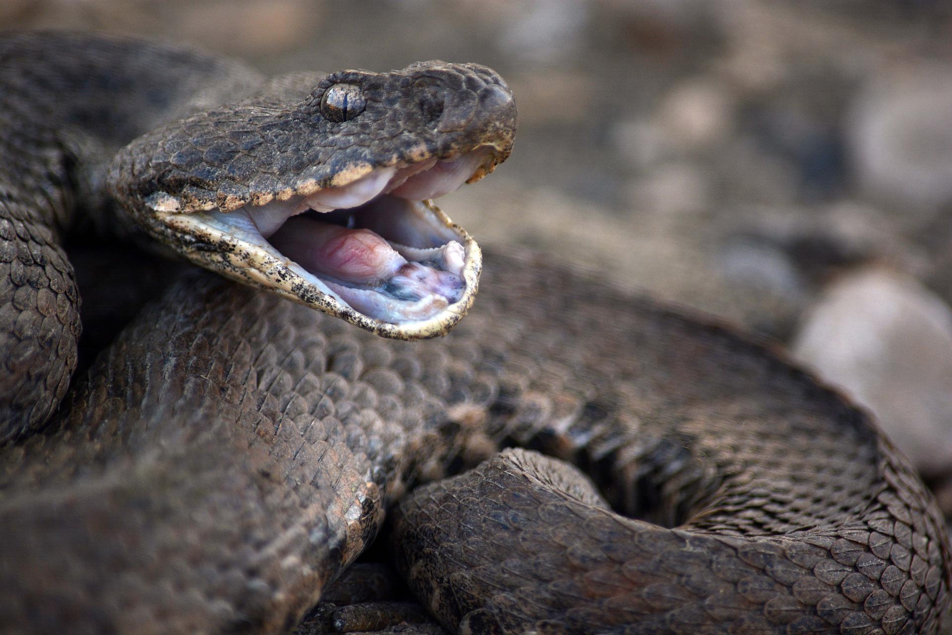 cabeza de serpiente