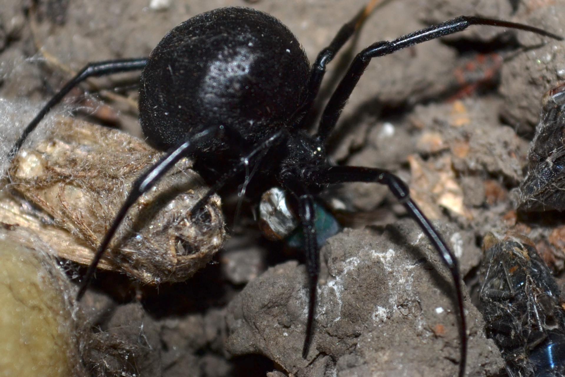 Karakurt negro
