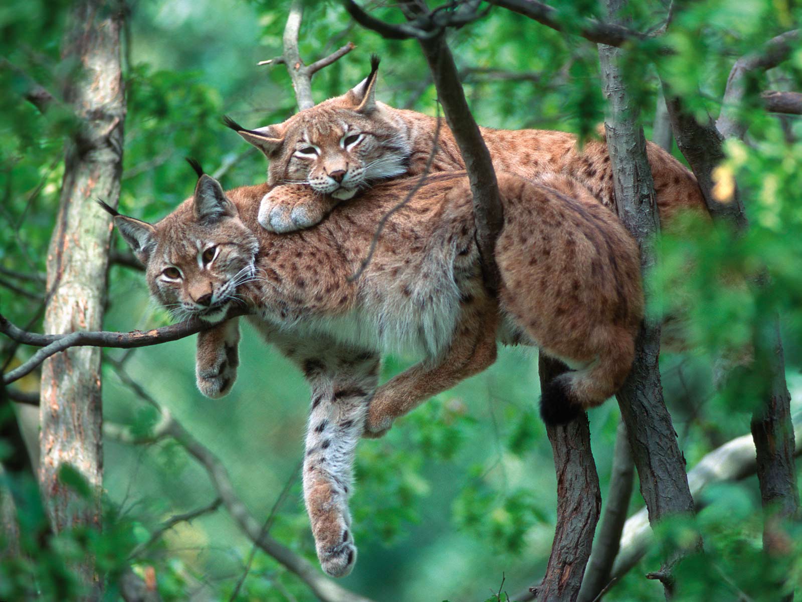 Lynx descansando en las ramas