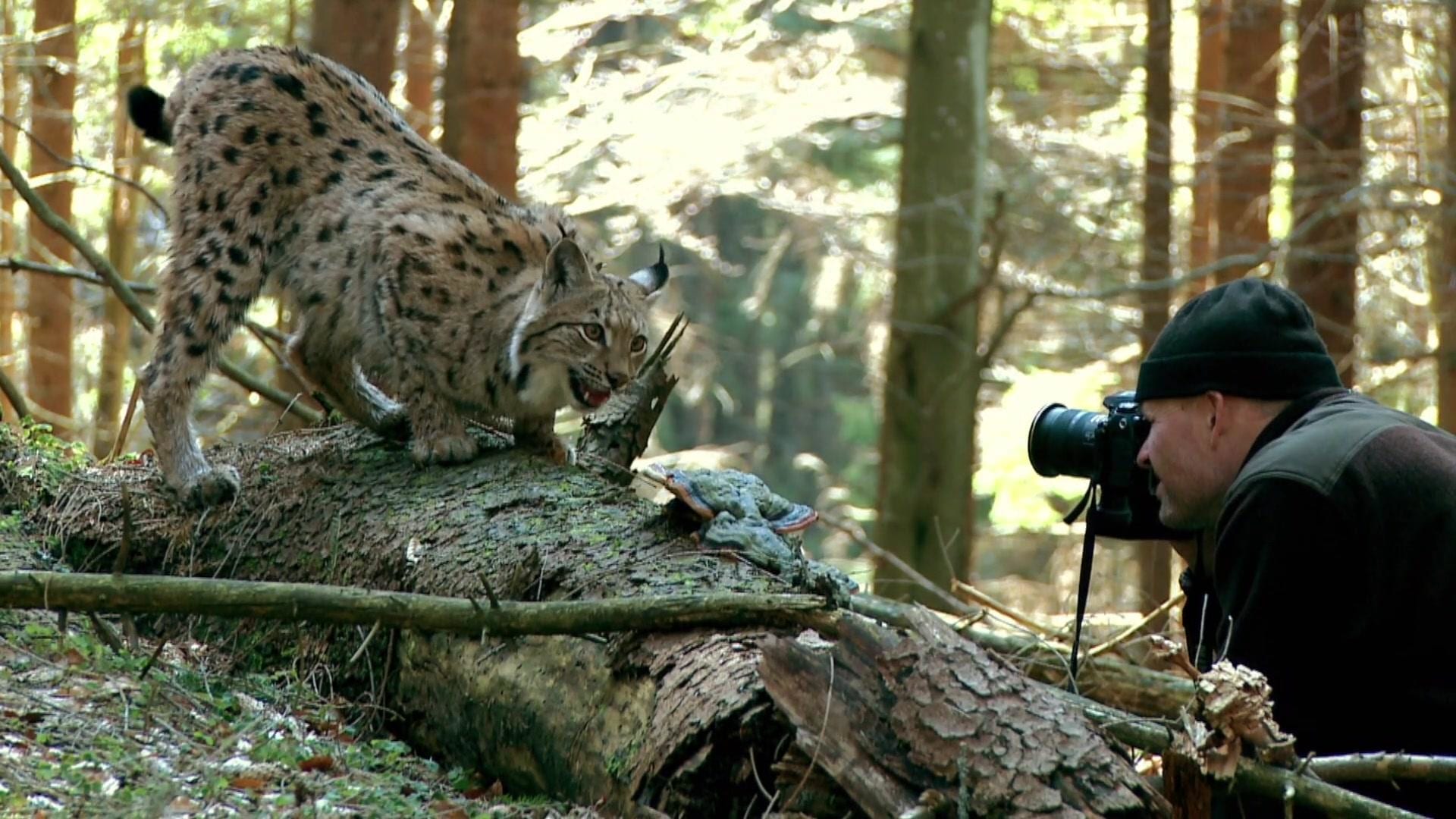 Lynx y hombre