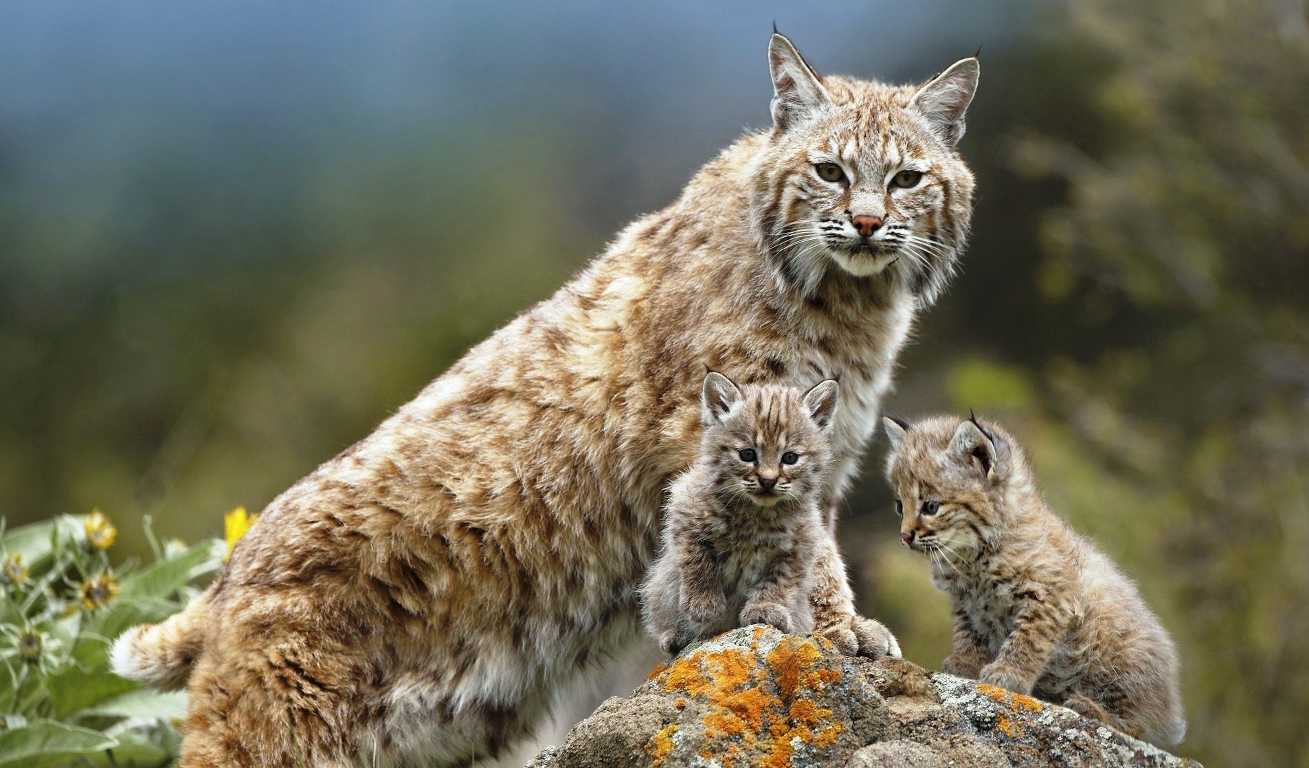 Lince con linces