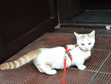 gato Manchikin camina en arnés