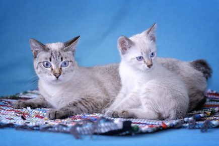 Mekong Bobtail - un gato con un gatito