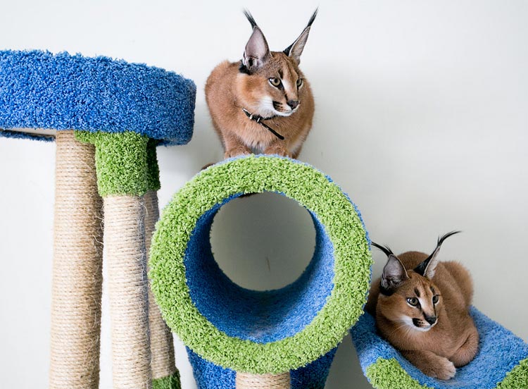 Gatos de raza Caracal en la casa