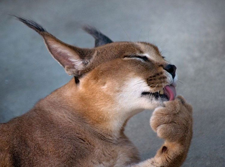 Caracal se está lavando