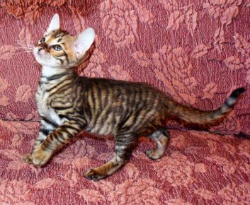 Gatito de raza Toyger
