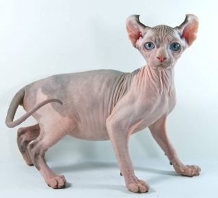 gato raza elfo