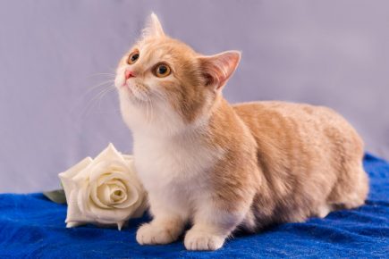 Munchkin - un gato de patas cortas