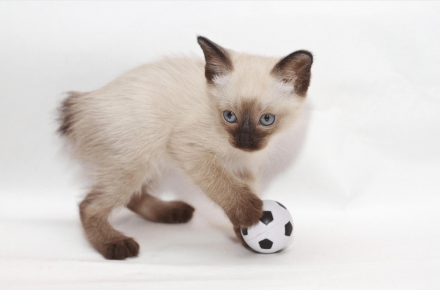 Gatito Bobtail Mekong