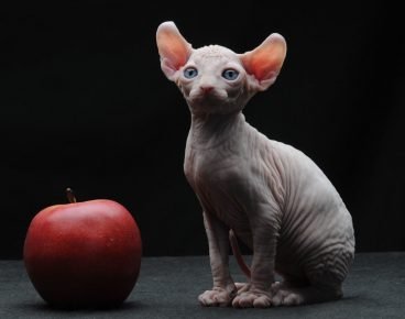 Gato Elfo y la manzana