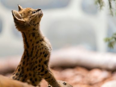 Gatito Serval