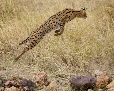 Serval en el salto para la presa