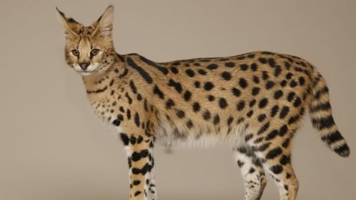 Sabana
