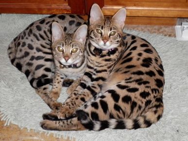 Dos gatitos de raza sabana