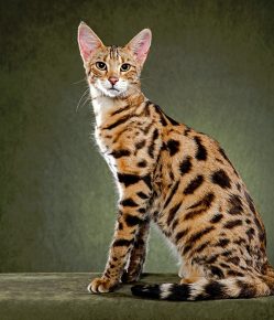 Gato de la sabana