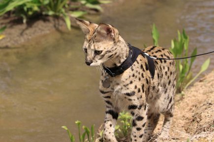 Savannah cat en un paseo con una correa