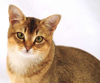 Gato de raza Kitty
