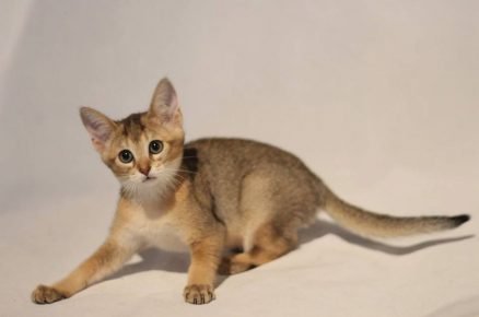 Gatito Chausie