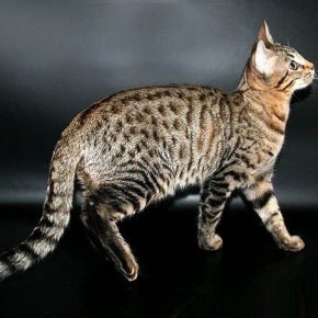 Gato de raza Serengeti