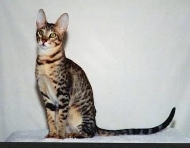 Gato como Serval