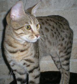 El gato Serengeti está mirando algo con cuidado