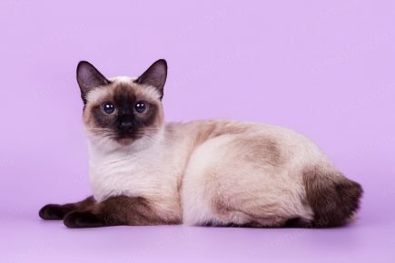 Bobtail