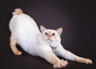 Mekong bobtail se estira