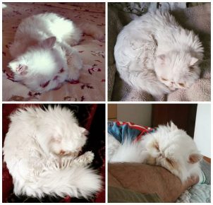 el gato más grande del mundo