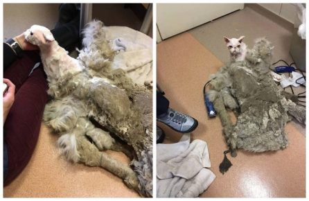 el gato más grande del mundo