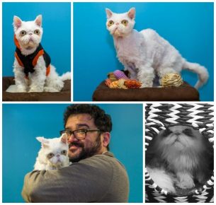 el gato más grande del mundo