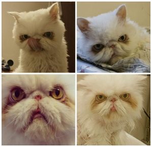 el gato más grande del mundo